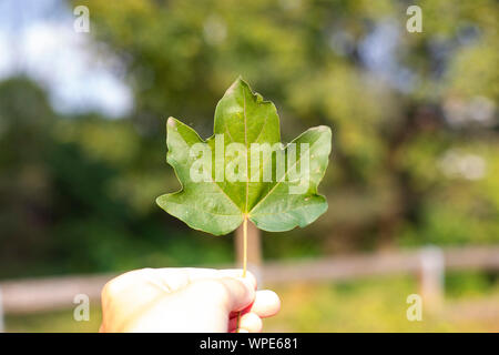 Main tenant une feuille de l'érable (Acer campestre) en arrière-plan en plein air. Banque D'Images