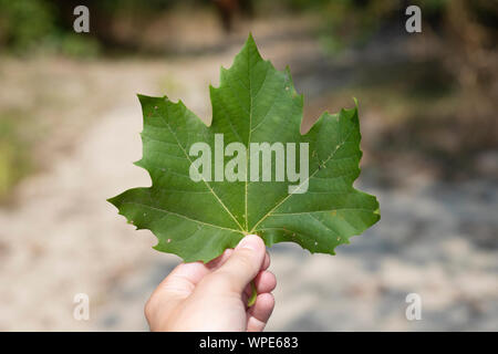 Main tenant une feuille d'érable de Norvège (Acer platanoides) en arrière-plan en plein air. Banque D'Images