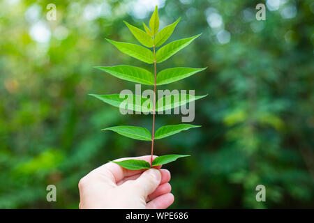 Main tenant une branche de l'Ailanthus (Ailanthus altissima) en arrière-plan de plein air Banque D'Images