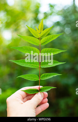 Main tenant une branche de l'Ailanthus (Ailanthus altissima) en arrière-plan en plein air. Tir vertical. Banque D'Images