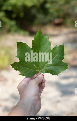 Main tenant une feuille d'érable de Norvège (Acer platanoides) en arrière-plan en plein air. Tir vertical. Banque D'Images