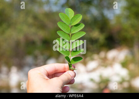 Main tenant une brindille de robinier (Robinia pseudoacacia) en arrière-plan de plein air Banque D'Images