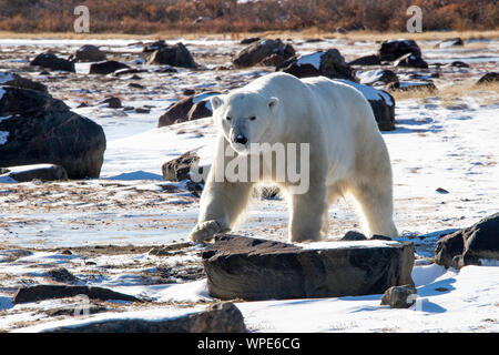 Ours polaires marche sur la glace, le phoque River Lodge, Churchill, Manitoba, Canada Banque D'Images