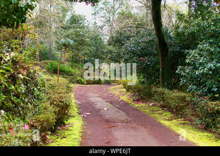 Route de terre dans un parc à Ponta Delgada, Açores Banque D'Images