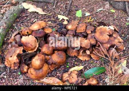 Les champignons sauvages dans un parc à Ponta Delgada Banque D'Images