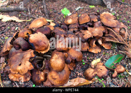 Les champignons sauvages dans un parc à Ponta Delgada Banque D'Images