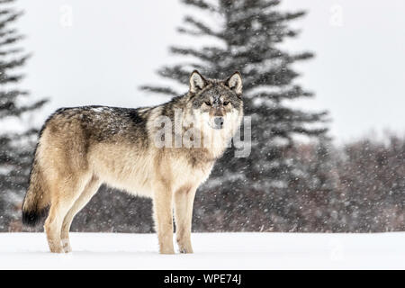 Le loup canadien se trouve dans la neige, Nanuk Lodge, ouest de la Baie d'Hudson, à Churchill, Manitoba, Canada Banque D'Images