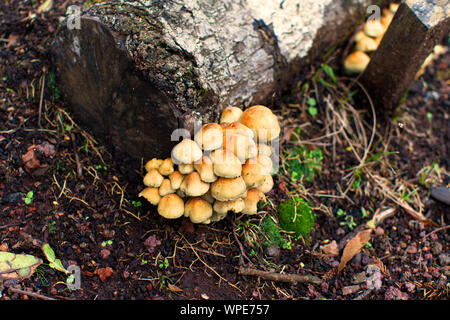 Les champignons sauvages dans un parc à Ponta Delgada Banque D'Images