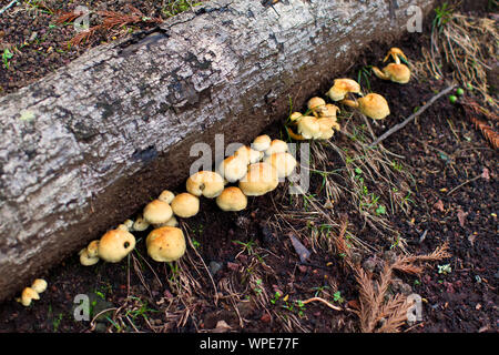 Les champignons sauvages dans un parc à Ponta Delgada Banque D'Images