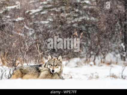 Deux Loups du bois dormant dans la neige, Churchill, ouest de la Baie d'Hudson, au Manitoba, Canada Banque D'Images