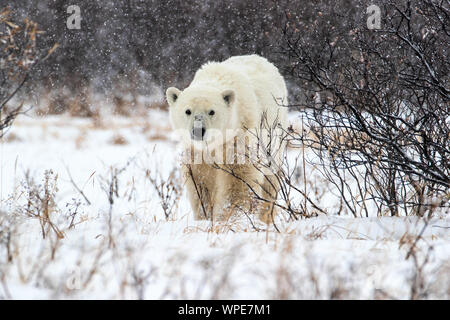 L'ours polaire promenades à travers les saules, Nanuk Lodge, ouest de la Baie d'Hudson, à Churchill, Manitoba, Canada Banque D'Images