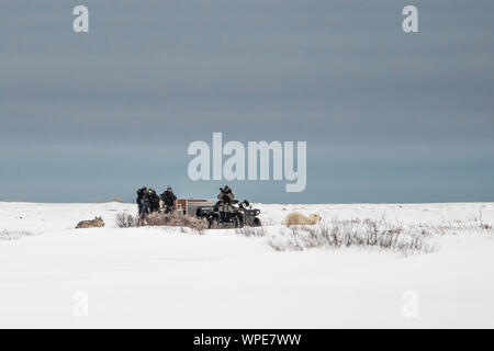 Tournage le tournage en tant que Canadien, le loup chasse le dirigeant d'une jeune femme dans la toundra de l'ours polaire Banque D'Images