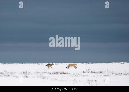 Le loup du Canada le pouvoir d'une jeune femme solitaire dans la toundra de l'ours polaire Banque D'Images