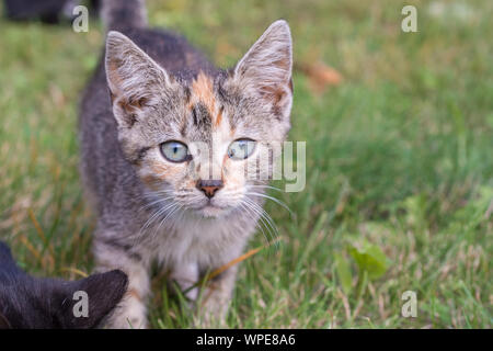 Chat curieux regarde dans la caméra avec ses yeux bleus Banque D'Images