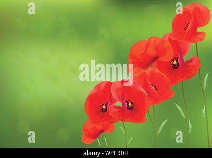 3D réaliste avec coquelicots rouge feuille verte. Bannière. Fleurs d'été. Coquelicots rouges paysage.Vector illustration. Illustration de Vecteur