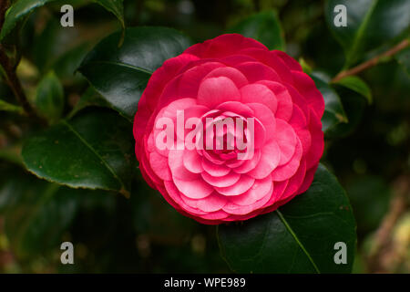 Camellia dans un parc à Ponta Delgada, Açores Banque D'Images