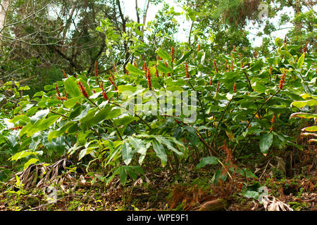 Les plantes dans un parc à Ponta Delgada, Açores Banque D'Images