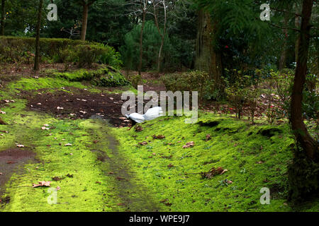 Bird traverse la route de terre dans un jardin à Ponta Delgada, Açores Banque D'Images