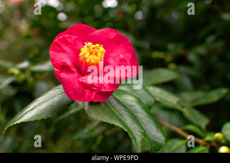 Camellia dans un parc à Ponta Delgada, Açores Banque D'Images
