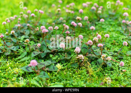 Peu de fleurs dans un parc à Ponta Delgada, Açores Banque D'Images