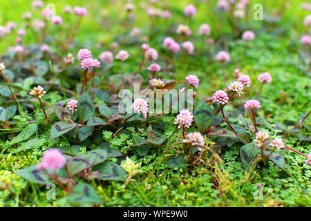 Peu de fleurs dans un parc à Ponta Delgada, Açores Banque D'Images