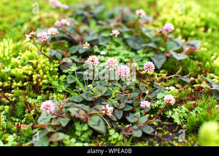 Peu de fleurs dans un parc à Ponta Delgada, Açores Banque D'Images