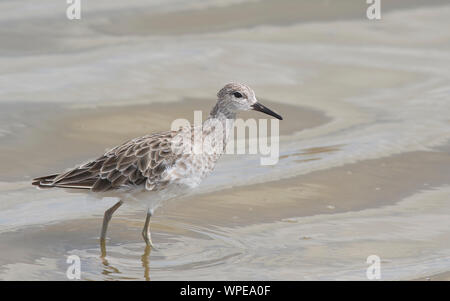 Le Combattant varié (Philomachus pugnax) en plumage d'hiver Banque D'Images