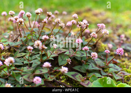 Peu de fleurs dans un parc à Ponta Delgada, Açores Banque D'Images