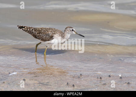 Le chevalier sylvain (Tringa glareola) sur le bord d'un lac peu profond Banque D'Images