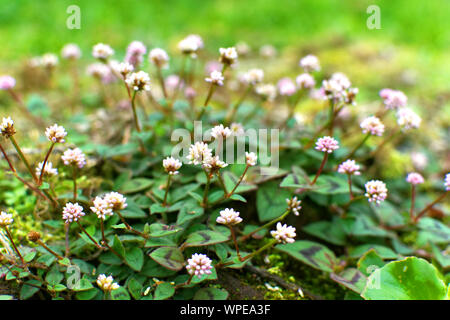 Peu de fleurs dans un parc à Ponta Delgada, Açores Banque D'Images