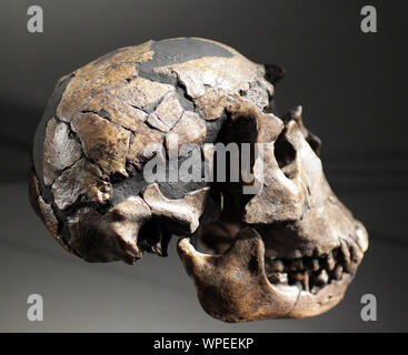 Espèce Homo erectus crâne.le crâne de garçon de Turkana Turkana au Kenya.Eugène Dubois a trouvé des fossiles d'Asie de l'Homo erectus de java.Cast de KNM-WT 15000 Banque D'Images