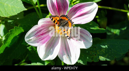 Un petit papillon écaille bronzer et se nourrissant d'un blanc et violet Dahlia fleur dans un jardin en Alsager Cheshire England Royaume-Uni UK Banque D'Images