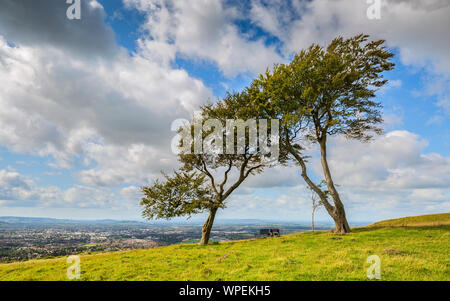 Les arbres tordus par sur Cleeve Hill donnant sur Cheltenham Spa, Angleterre Banque D'Images