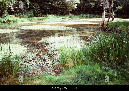 L'enflure Hill Pond, quatre points, Hampshire, Angleterre, Royaume-Uni. Banque D'Images