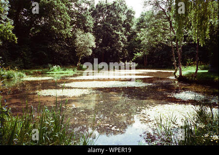 L'enflure Hill Pond, quatre points, Hampshire, Angleterre, Royaume-Uni. Banque D'Images