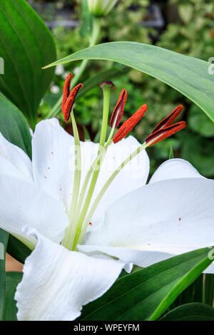 Close-up des étamines et pistil d'un lys blanc rouge vif avec le pollen, arrière-plan flou Banque D'Images