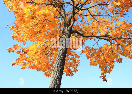 Les feuilles d'automne sur l'arbre ; belle journée ensoleillée Banque D'Images