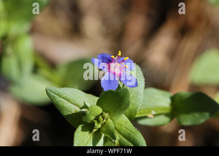 Petite fleur bleu mouron rouge Anagallis arvensis azurea latine parfois connu comme baromètre de l'homme pauvre, le mouron rouge ou le verre météo Banque D'Images