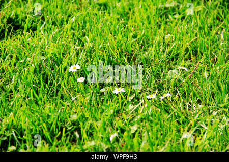 Summer meadow avec quelques marguerites du basket-ball, de la famille des Asteraceae Bellis perennis Banque D'Images