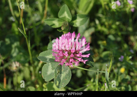 Trèfle rouge ou rose en fleur symbole de l'état du Vermont Amérique Trifolium pratense trèfle champ sauvage ou en fleur avec des feuilles panachées en Italie Banque D'Images