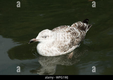 Jeune européen goéland argenté (Larus argentatus) dans mttled natation plumage gris immature sur un lac d'eau douce, Juillet Banque D'Images