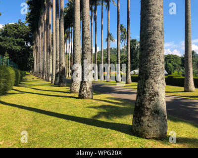 Palm tree alley dans Royal Botanic Les Jardins du Roi, Kandy, Sri Lanka. Le jardin comprend plus de 4000 espèces de plantes, dont des orchidées, des épices, le medi Banque D'Images