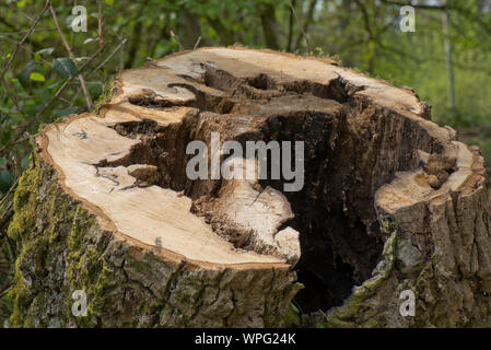 D'une souche pourrie, instable, le chêne (Quercus robur) près d'une route et abattu pour des raisons de sécurité, Berkshire, Avril Banque D'Images