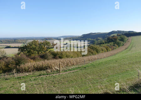 Les épis de maïs sec avec dans une bande à l'automne à côté d'un pâturage brouté par les moutons. La séquence est utilisée par le gibier à plumes comme fourrage d'hiver, Berkshire, octobre Banque D'Images