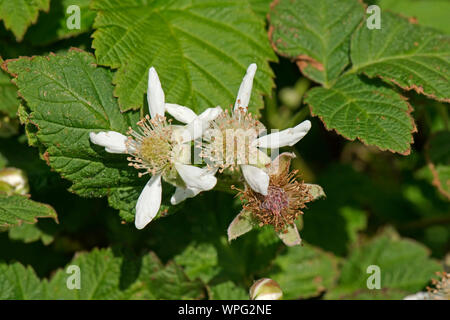 Les pétales et les étamines des fleurs blanches à différentes étapes sur les fleurs et les feuilles d'un terminal blackberry bramble (Rubus fructicosus), Berkshire, Mai Banque D'Images