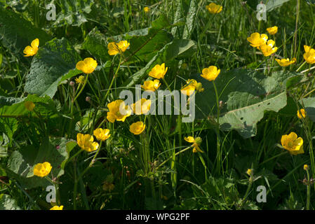 Domaine renoncules (Ranunculus acris) et vaste docks (Rumex obtusifolius) parmi l'herbe dans les pâturages prairie, Berkshire, mai. Banque D'Images