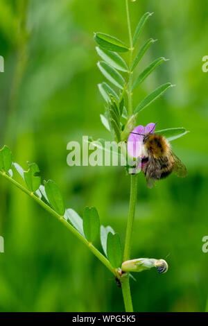 Carde commun bee (Bombus pascuorum) se nourrissent de la vesce commune (Vicia sativa) fleurs Banque D'Images