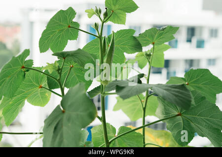 Plante de l'Okra dans un balcon d'un appartement. Banque D'Images