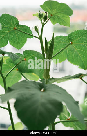 Plante de l'Okra dans un balcon d'un appartement. Banque D'Images