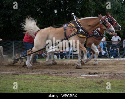 Chevaux de compétition Banque D'Images